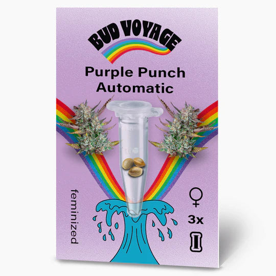 BudVoyage Purple Punch Auto – Der süße Genuss mit entspannender Wirkung