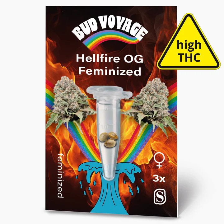 Hellfire OG Feminisiert: Euphorisierender Genuss mit intensivem Geschmack und hohem Ertrag