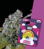 Purple Amnesia: Schnellblühende Autoflower mit Zitrus-High und Entspannender Wirkung