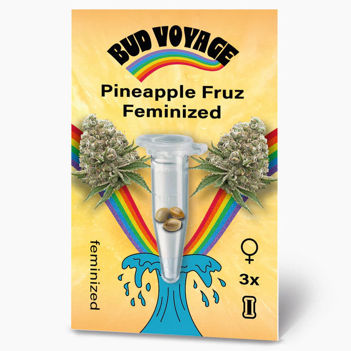 Pineapple Fruz Feminisiert: Fruchtiger Genuss und kreative Entspannung in einer Sorte