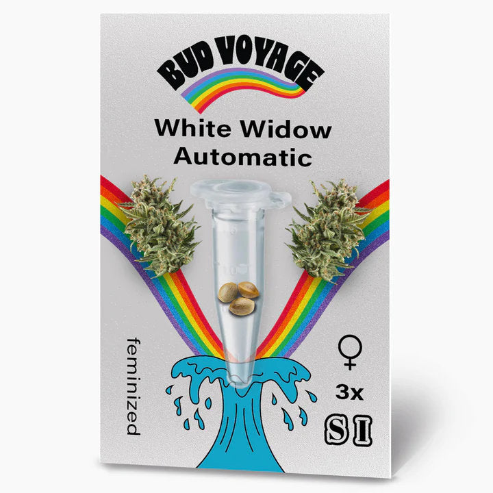 White Widow Automatic: Schnelle Ernte und entspannende Wirkung für alle Züchter