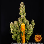 Pineapple Express Auto von Barney´s  Farm 