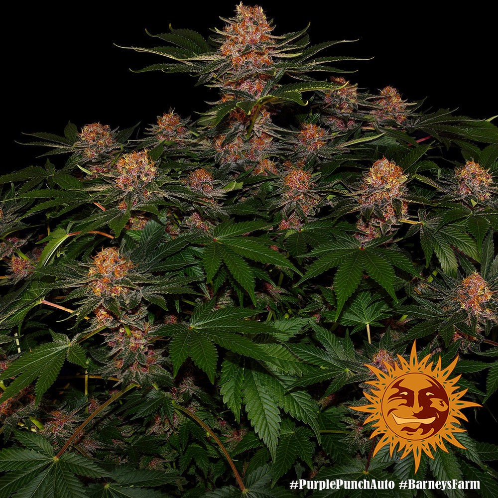 Purple Punch Auto von Barney´s Farm 